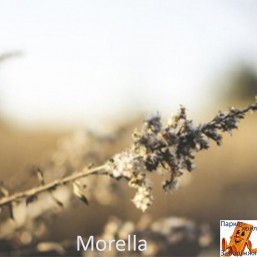 Morella PRK1111