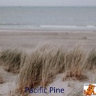 Pacific Pine PRK004