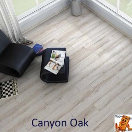 Canyon Oak