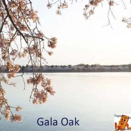 Gala Oak PRK511