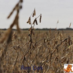 Ren Oak PRK512