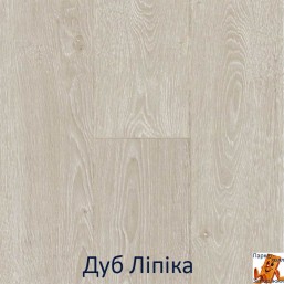 Дуб Липика 00429