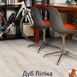 Дуб Липика 00429