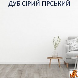 Дуб Серый Горный 00692 Дуб Серый Горный 00692