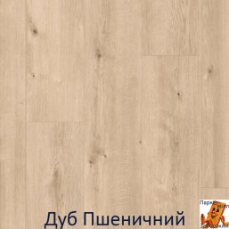 Дуб Пшеничний 00700