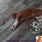 Дуб Маренго палубный 94027