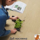 Дуб маслянка AVSPU40277